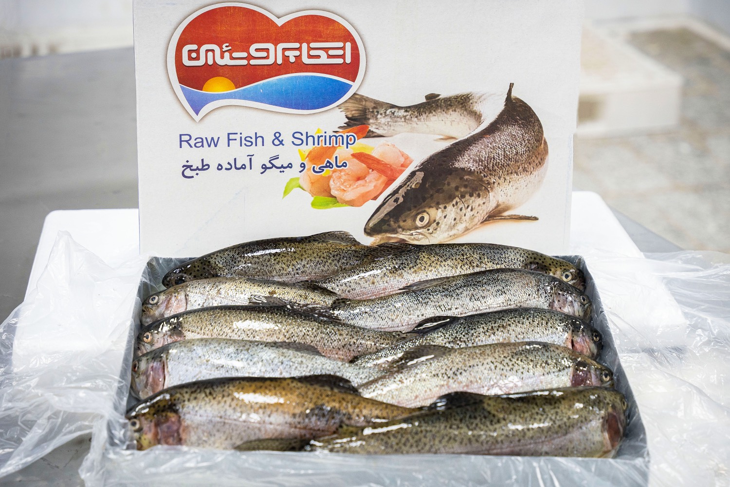 گالری کیان قزل ۱۷